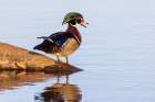 Wood duck male in wetland, Marion County, Illinois. Art Print